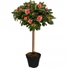 Azalea Japonica Patio Tree Collection